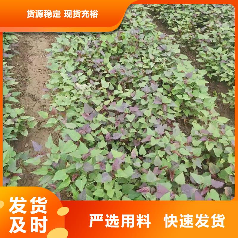 南瓜丁视频-南瓜丁|四川省资阳市|雁江|安岳|凉山|德阳|攀枝花|遂宁|甘孜|眉山