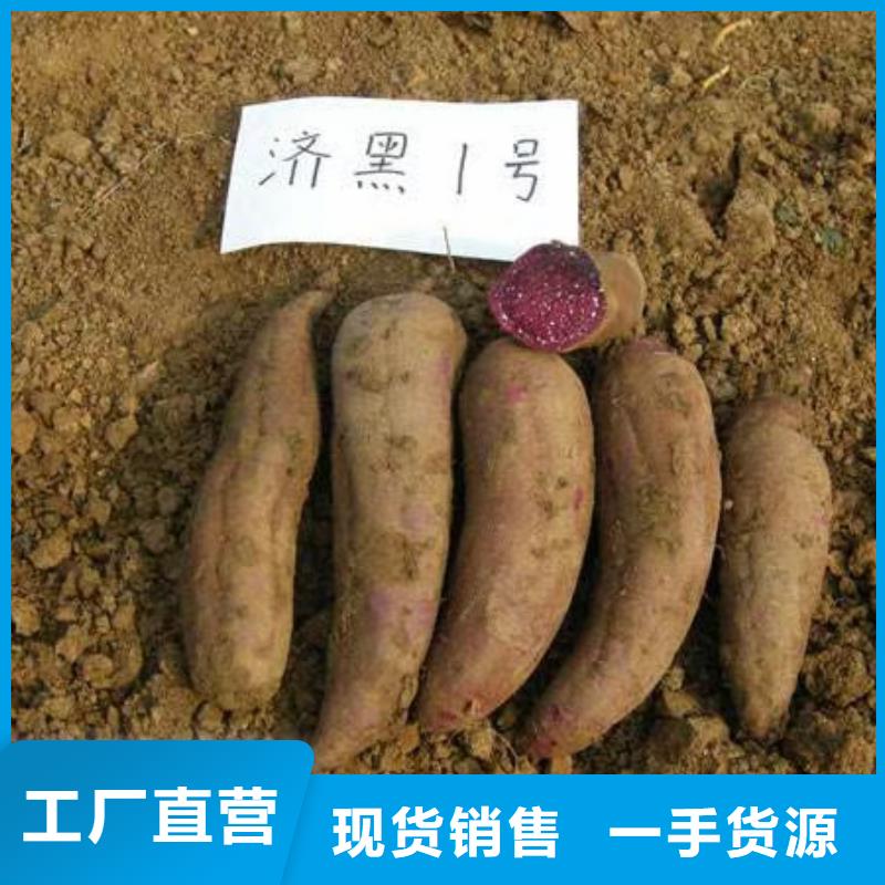 南瓜丁视频-南瓜丁|四川省资阳市|雁江|安岳|凉山|德阳|攀枝花|遂宁|甘孜|眉山