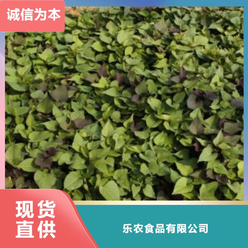 南瓜丁视频-南瓜丁|四川省资阳市|雁江|安岳|凉山|德阳|攀枝花|遂宁|甘孜|眉山