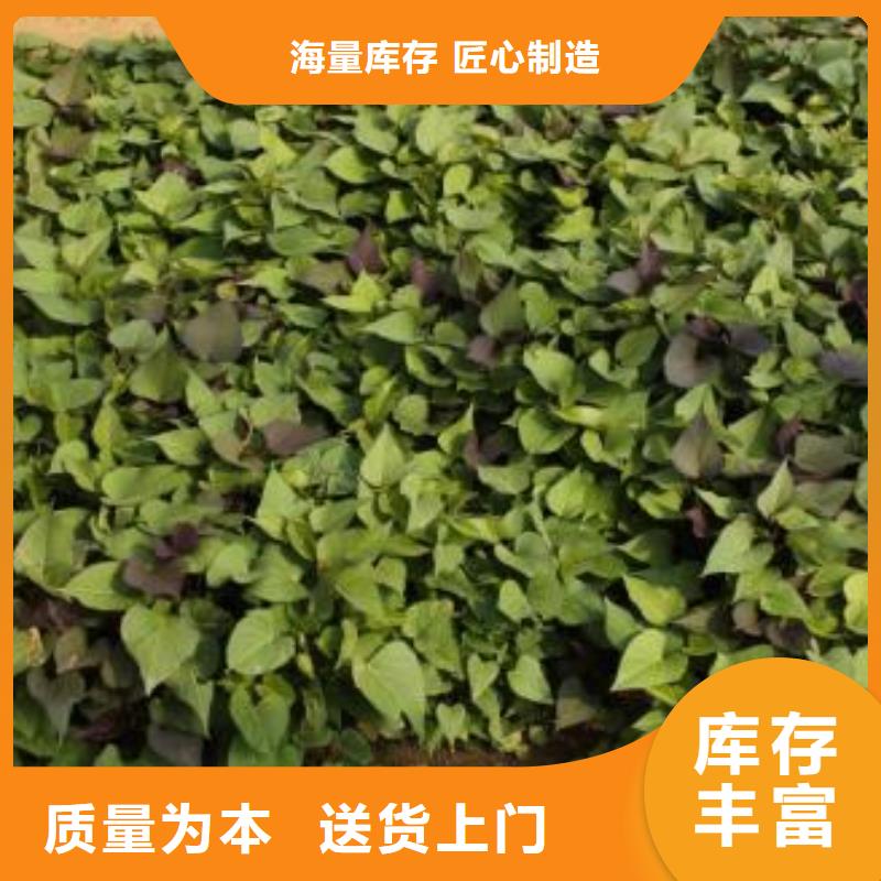南瓜丁视频-丹东市南瓜丁-【周边】可服务区域振兴|凤城|辽阳|阜新|葫芦岛|盘锦|鞍山|营口