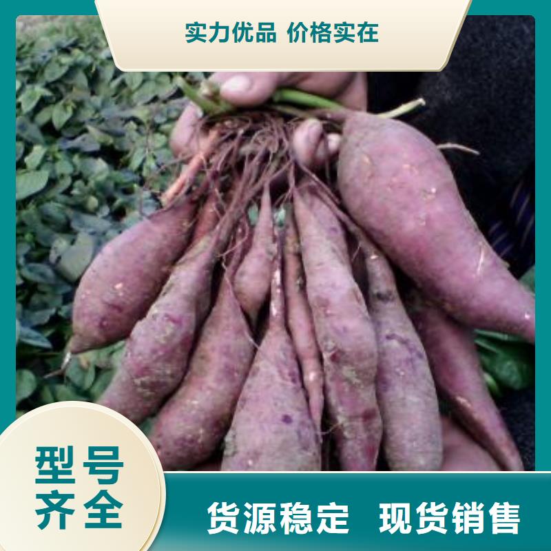 南瓜丁视频-丹东市南瓜丁-【周边】可服务区域振兴|凤城|辽阳|阜新|葫芦岛|盘锦|鞍山|营口