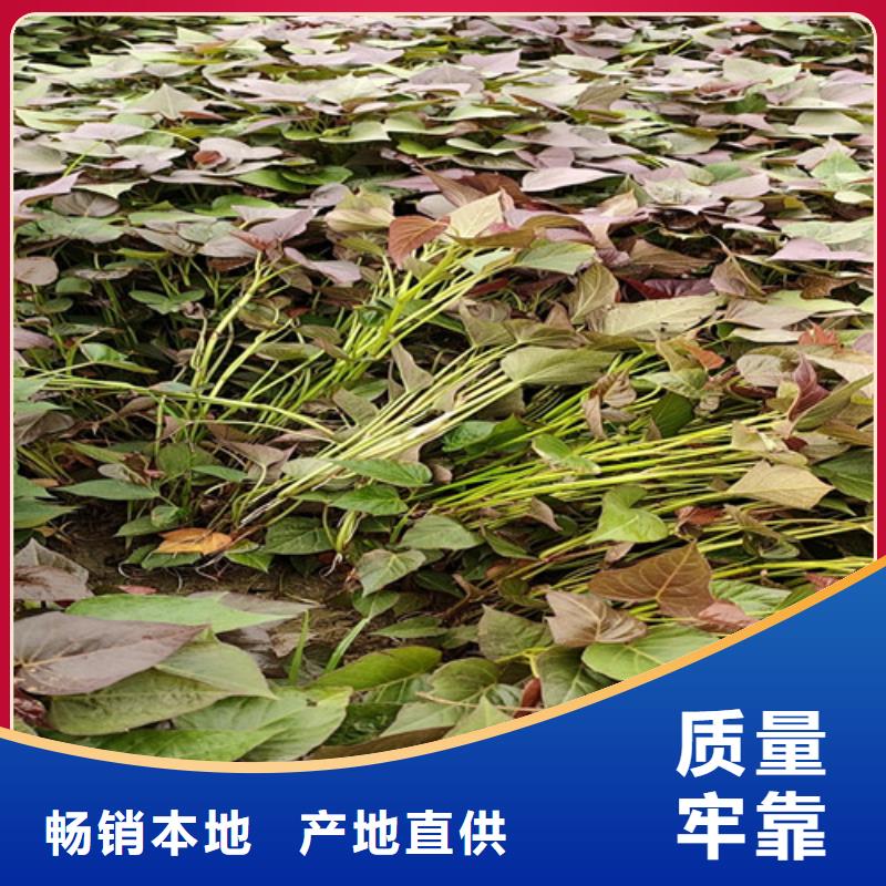 羽衣甘蓝粉视频-羽衣甘蓝粉|阿坝市|茂县|小金|内江|宜宾|广安|成都|绵阳|遂宁