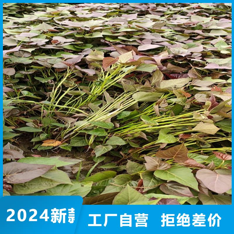 南瓜丁视频-南瓜丁|四川省资阳市|雁江|安岳|凉山|德阳|攀枝花|遂宁|甘孜|眉山