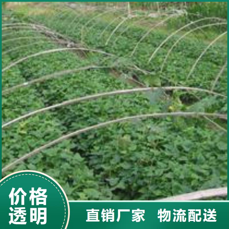 南瓜丁视频-丹东市南瓜丁-【周边】可服务区域振兴|凤城|辽阳|阜新|葫芦岛|盘锦|鞍山|营口