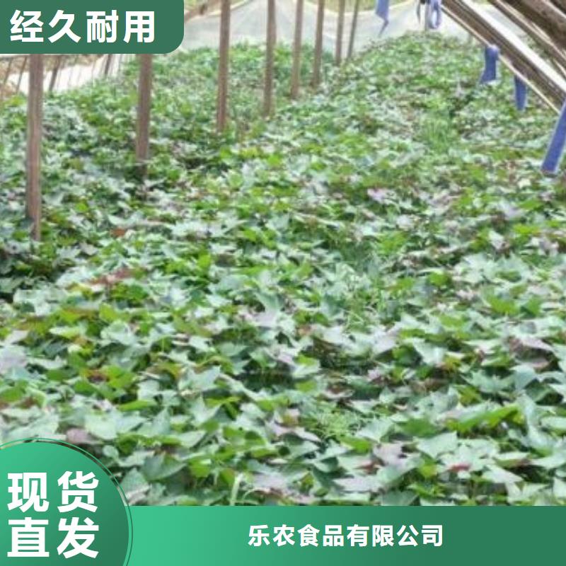 南瓜丁视频-丹东市南瓜丁-【周边】可服务区域振兴|凤城|辽阳|阜新|葫芦岛|盘锦|鞍山|营口