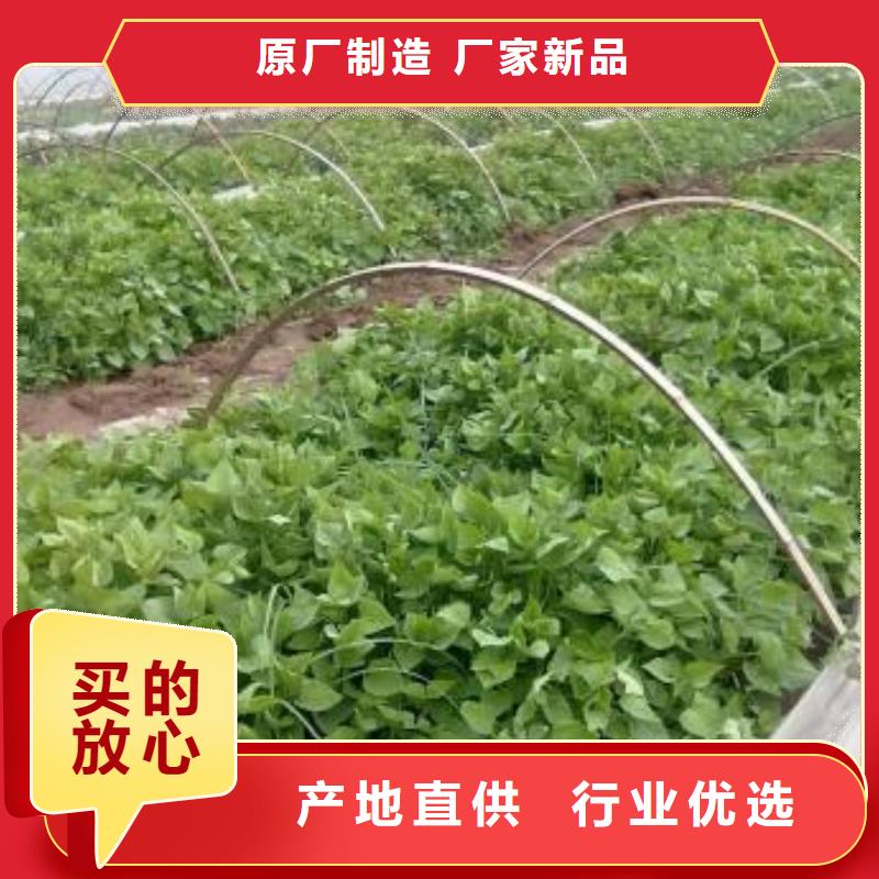南瓜丁视频-南瓜丁|四川省资阳市|雁江|安岳|凉山|德阳|攀枝花|遂宁|甘孜|眉山
