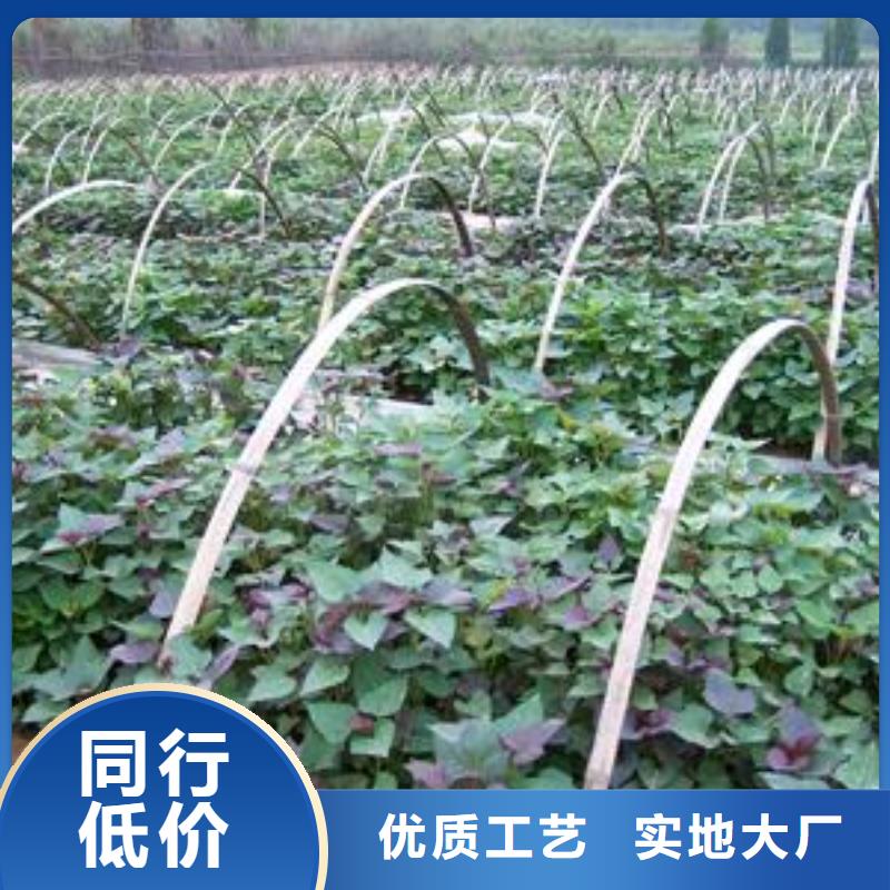 南瓜丁视频-南瓜丁|四川省资阳市|雁江|安岳|凉山|德阳|攀枝花|遂宁|甘孜|眉山
