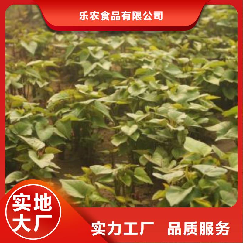 南瓜丁视频-南瓜丁|四川省资阳市|雁江|安岳|凉山|德阳|攀枝花|遂宁|甘孜|眉山