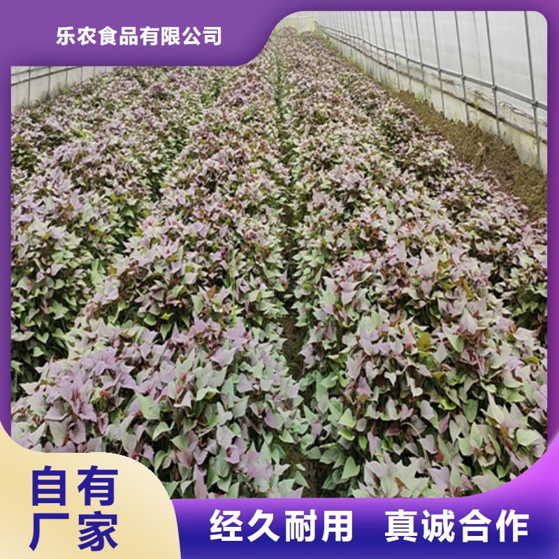南瓜丁视频-丹东市南瓜丁-【周边】可服务区域振兴|凤城|辽阳|阜新|葫芦岛|盘锦|鞍山|营口