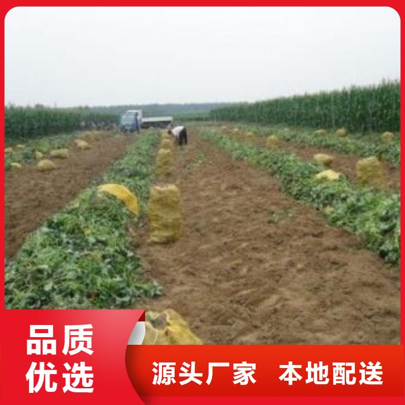 南瓜丁视频-南瓜丁|四川省资阳市|雁江|安岳|凉山|德阳|攀枝花|遂宁|甘孜|眉山