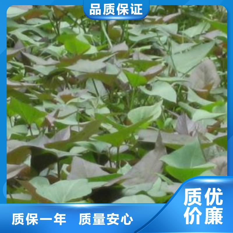 羽衣甘蓝粉视频-羽衣甘蓝粉|阿坝市|茂县|小金|内江|宜宾|广安|成都|绵阳|遂宁
