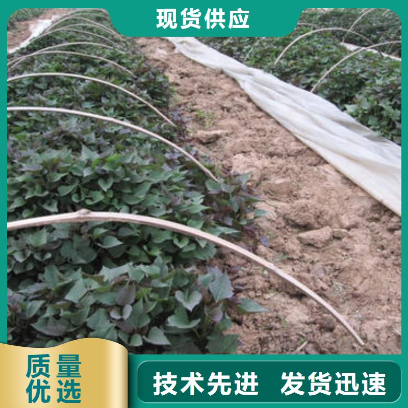 南瓜丁视频-南瓜丁|四川省资阳市|雁江|安岳|凉山|德阳|攀枝花|遂宁|甘孜|眉山