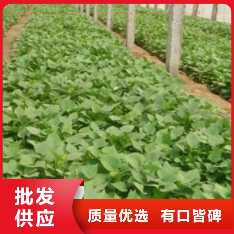 南瓜丁视频-南瓜丁|四川省资阳市|雁江|安岳|凉山|德阳|攀枝花|遂宁|甘孜|眉山