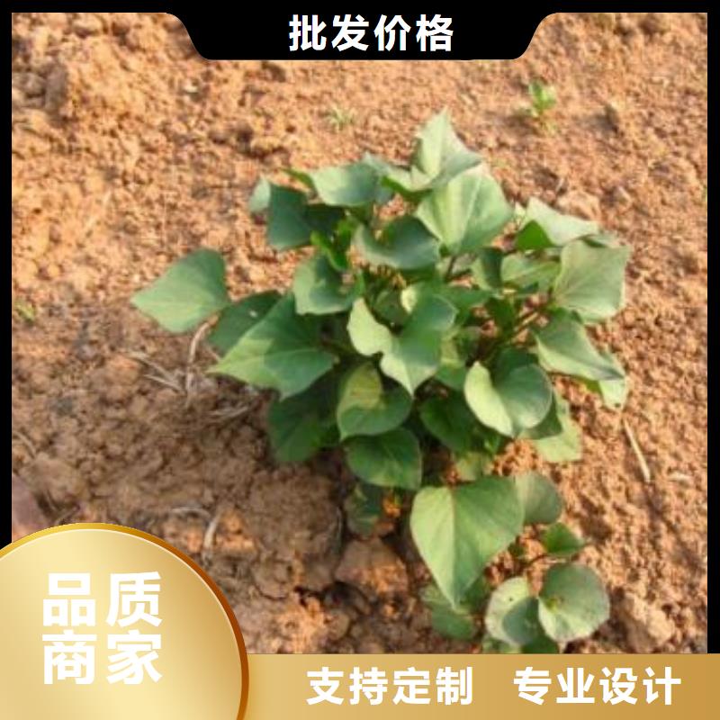 南瓜丁视频-丹东市南瓜丁-【周边】可服务区域振兴|凤城|辽阳|阜新|葫芦岛|盘锦|鞍山|营口