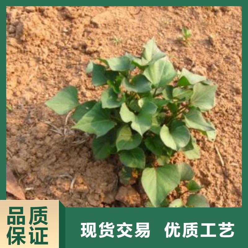 南瓜丁视频-南瓜丁|四川省资阳市|雁江|安岳|凉山|德阳|攀枝花|遂宁|甘孜|眉山