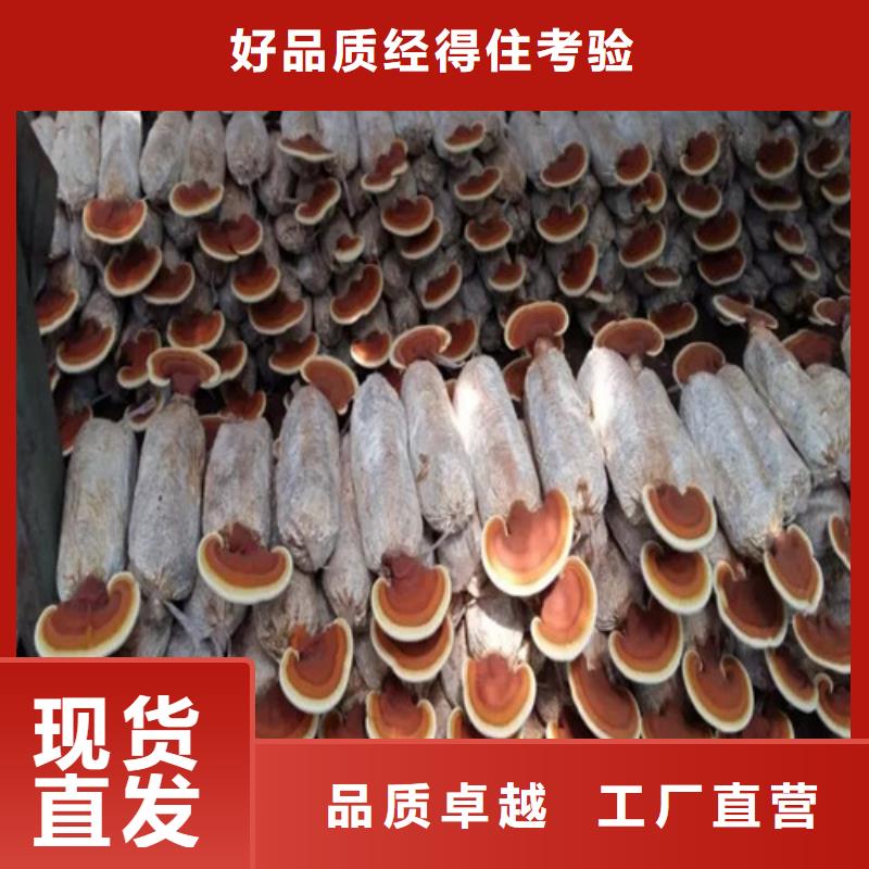 有机孢子粉视频-有机孢子粉-青海省海西市黄南|玉树|果洛|海东|海北该地货源
