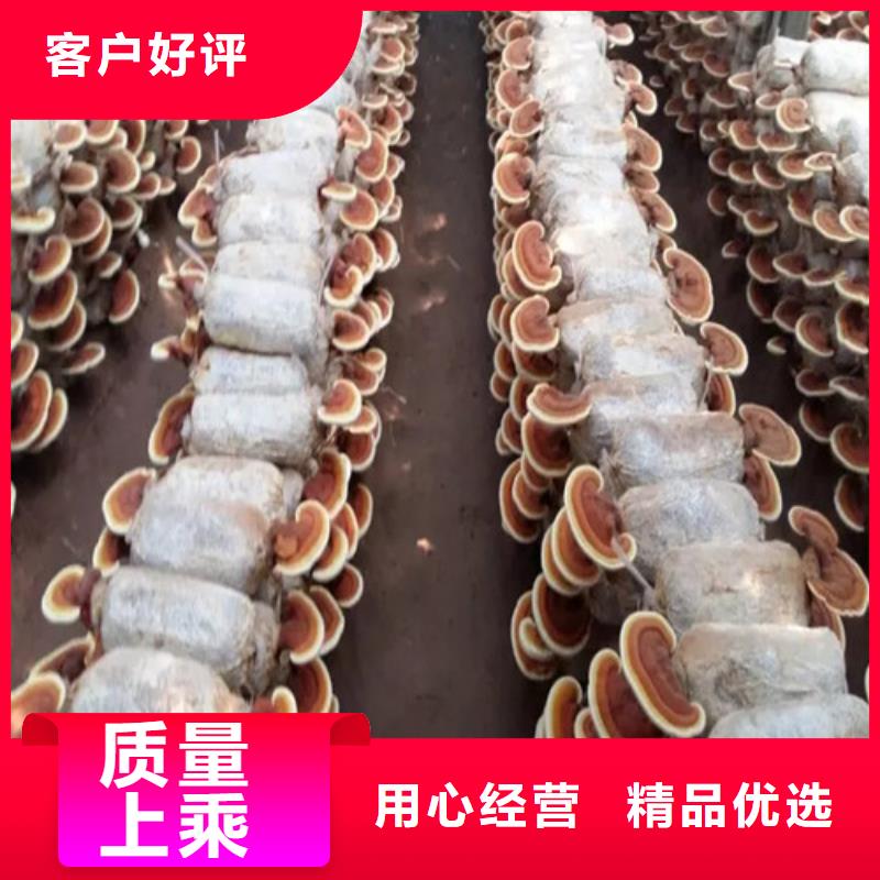 有机孢子粉视频-有机孢子粉-青海省海西市黄南|玉树|果洛|海东|海北该地货源