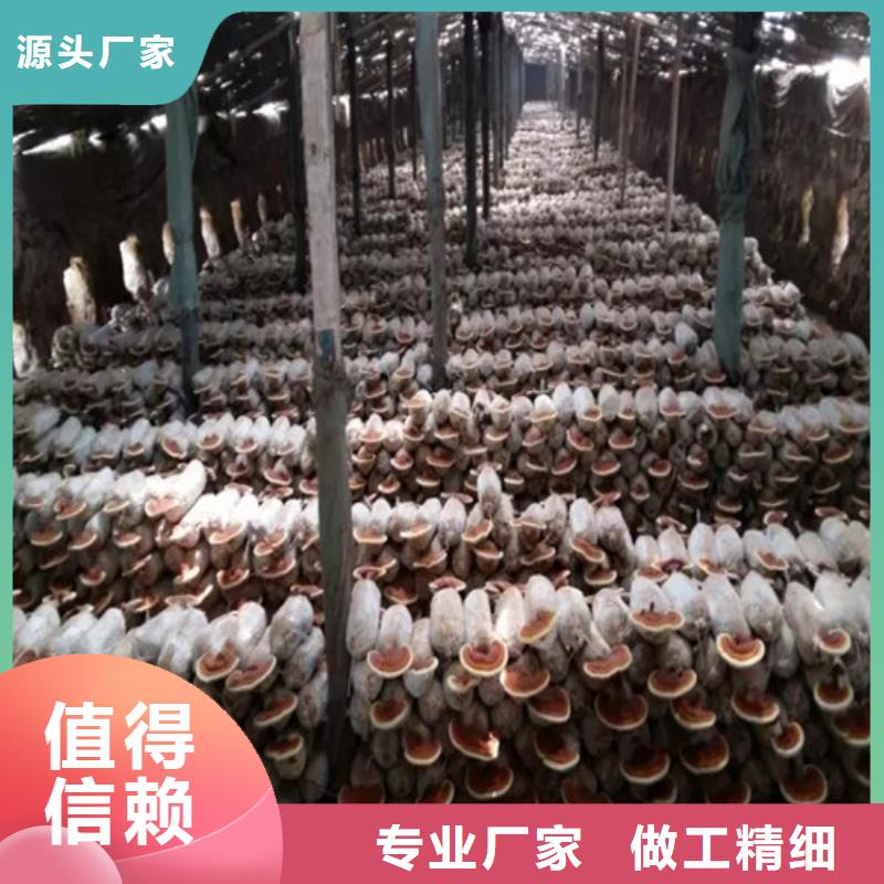 有机孢子粉视频-恩施市有机孢子粉-【当地】可服务区域宣恩|利川|咸宁|鄂州|黄石|随州|荆州|十堰|黄冈