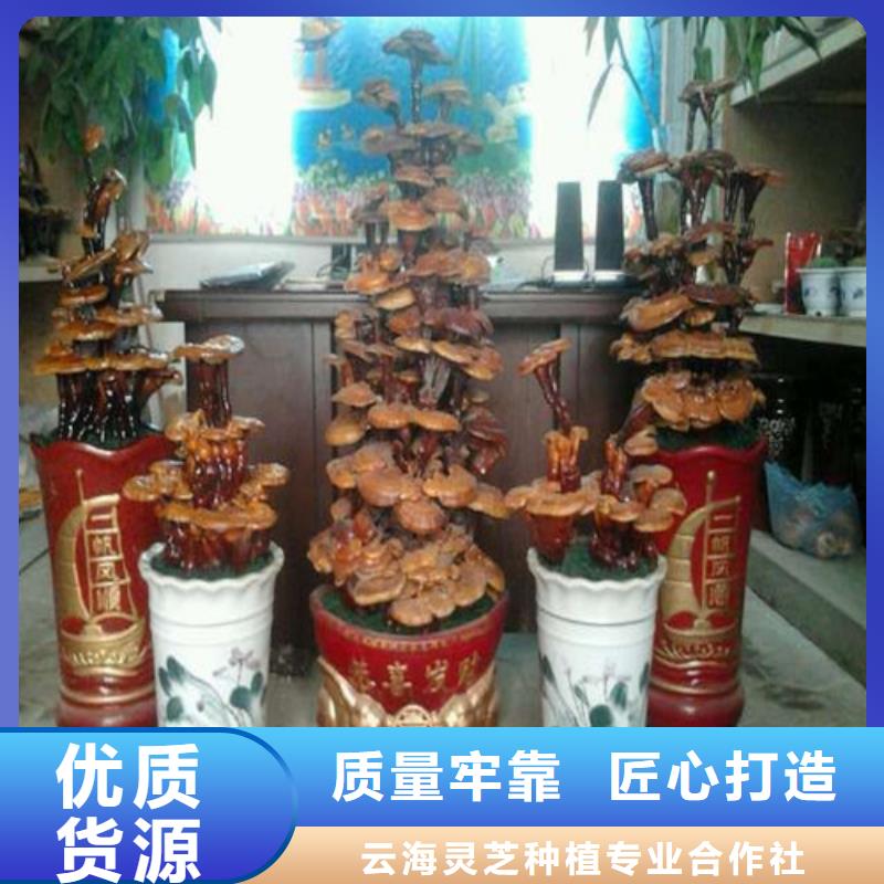 有机孢子粉视频-有机孢子粉-甘肃省陇南市【周边】经销商-康县|徽县|兰州|临夏|庆阳|嘉峪关