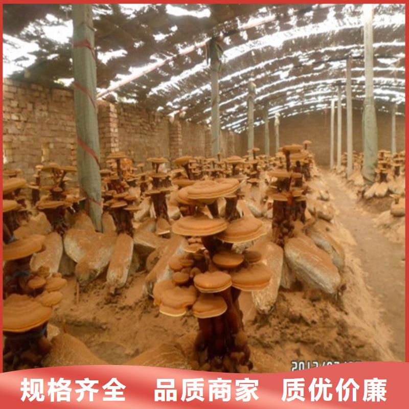 有机孢子粉视频-有机孢子粉-青海省海西市黄南|玉树|果洛|海东|海北该地货源