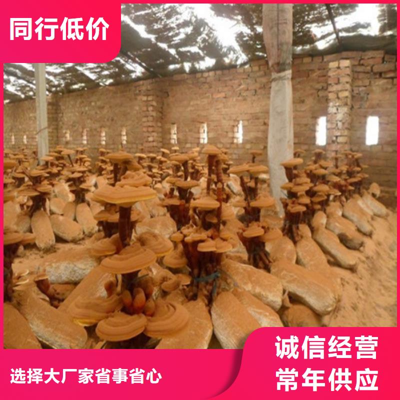 有机孢子粉视频-有机孢子粉-湖北省十堰市(该地)服务商-茅箭|郧县|恩施|随州|咸宁|黄石|襄阳