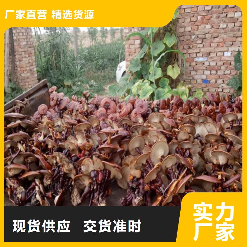 有机孢子粉视频-有机孢子粉-湖北省十堰市(该地)服务商-茅箭|郧县|恩施|随州|咸宁|黄石|襄阳
