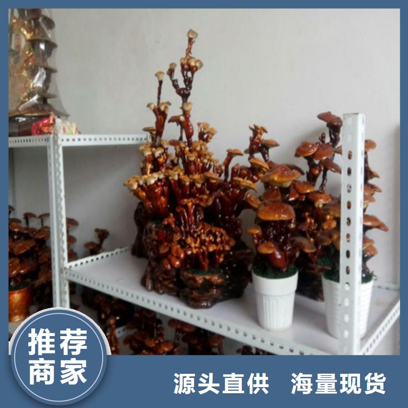 有机孢子粉视频-恩施市有机孢子粉-【当地】可服务区域宣恩|利川|咸宁|鄂州|黄石|随州|荆州|十堰|黄冈