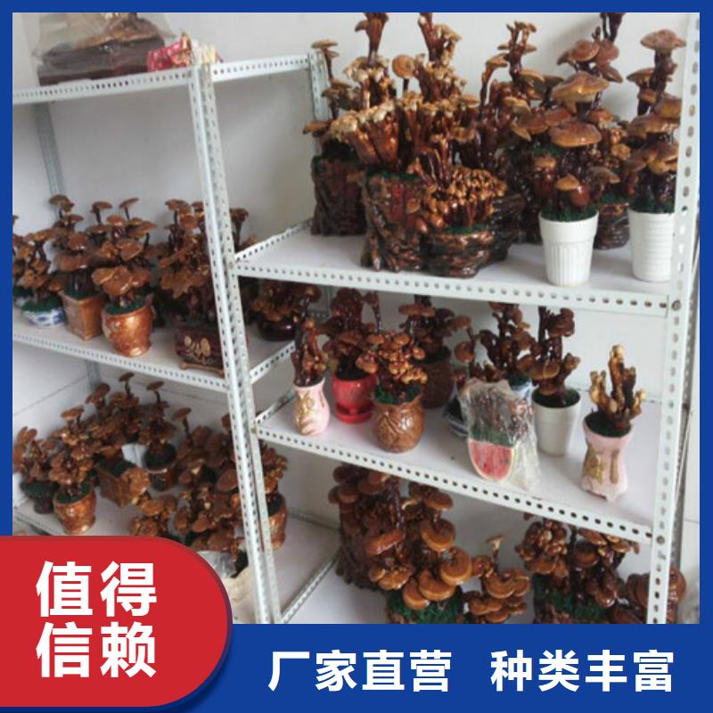 有机孢子粉视频-恩施市有机孢子粉-【当地】可服务区域宣恩|利川|咸宁|鄂州|黄石|随州|荆州|十堰|黄冈