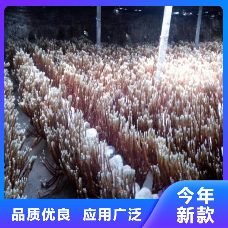 有机孢子粉视频-有机孢子粉-青海省海西市黄南|玉树|果洛|海东|海北该地货源