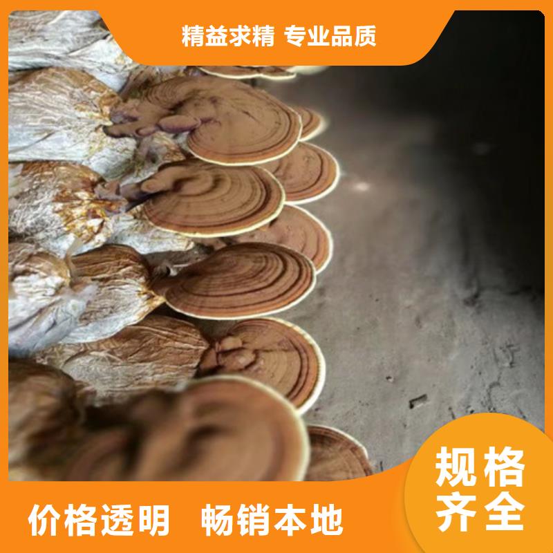 有机孢子粉视频-有机孢子粉-甘肃省陇南市【周边】经销商-康县|徽县|兰州|临夏|庆阳|嘉峪关