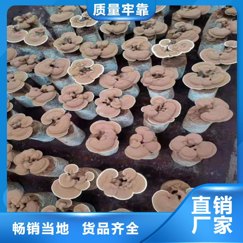 有机孢子粉视频-有机孢子粉-甘肃省陇南市【周边】经销商-康县|徽县|兰州|临夏|庆阳|嘉峪关