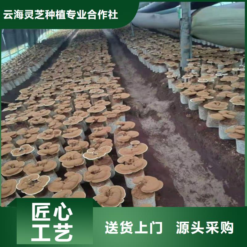 有机孢子粉视频-有机孢子粉-青海省海西市黄南|玉树|果洛|海东|海北该地货源