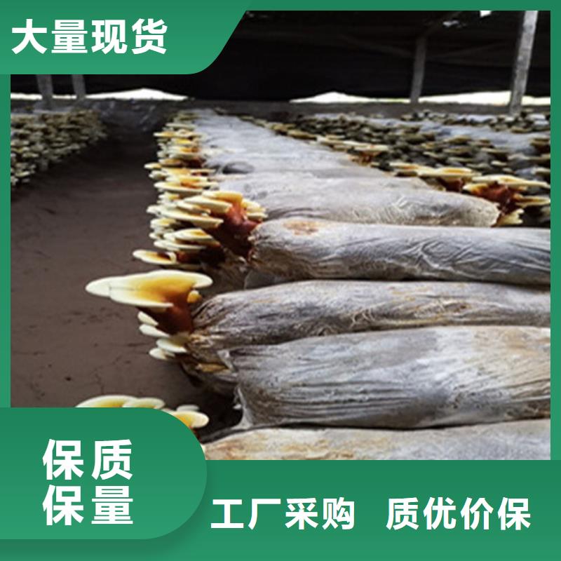 有机孢子粉视频-有机孢子粉-甘肃省陇南市【周边】经销商-康县|徽县|兰州|临夏|庆阳|嘉峪关