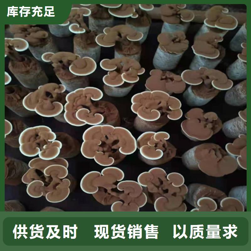 有机孢子粉视频-有机孢子粉-甘肃省陇南市【周边】经销商-康县|徽县|兰州|临夏|庆阳|嘉峪关