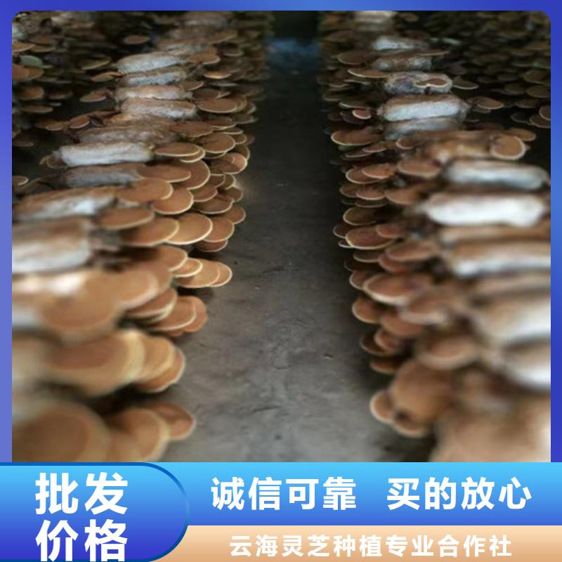 有机孢子粉视频-有机孢子粉-湖北省十堰市(该地)服务商-茅箭|郧县|恩施|随州|咸宁|黄石|襄阳