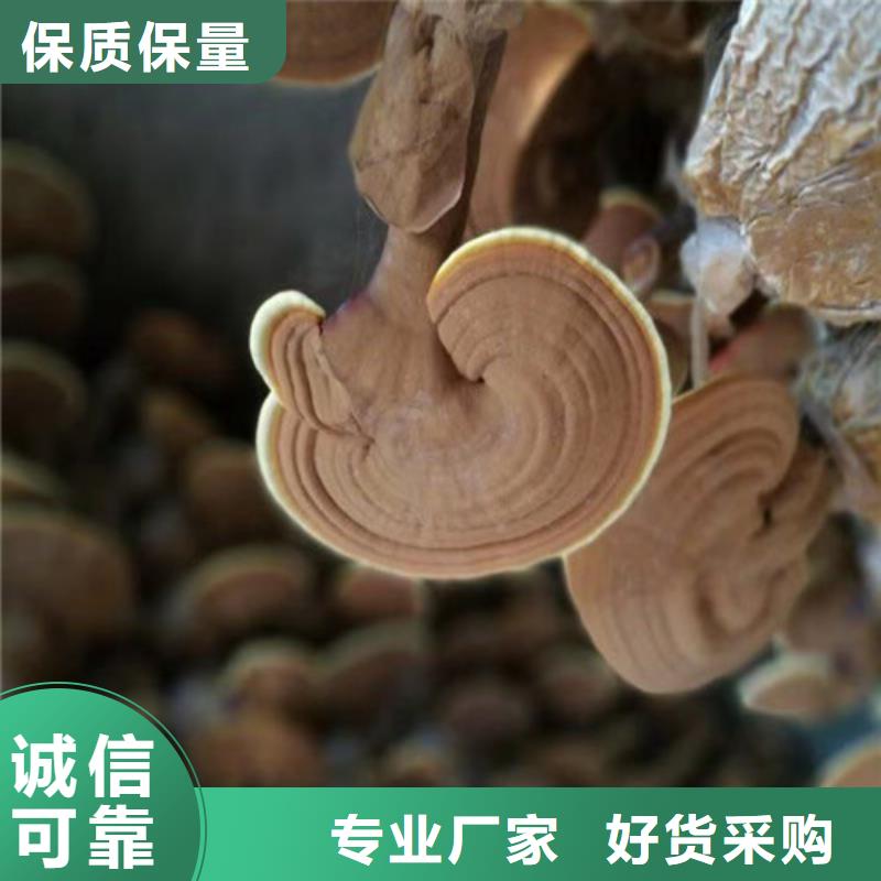 有机孢子粉视频-有机孢子粉-湖北省十堰市(该地)服务商-茅箭|郧县|恩施|随州|咸宁|黄石|襄阳