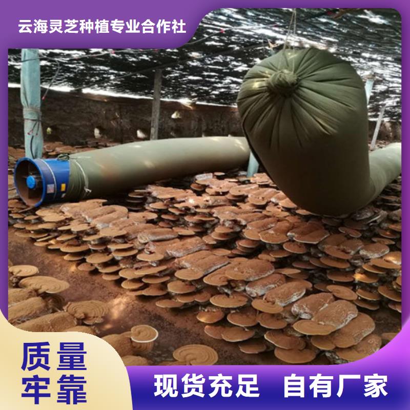 有机孢子粉视频-有机孢子粉-青海省海西市黄南|玉树|果洛|海东|海北该地货源