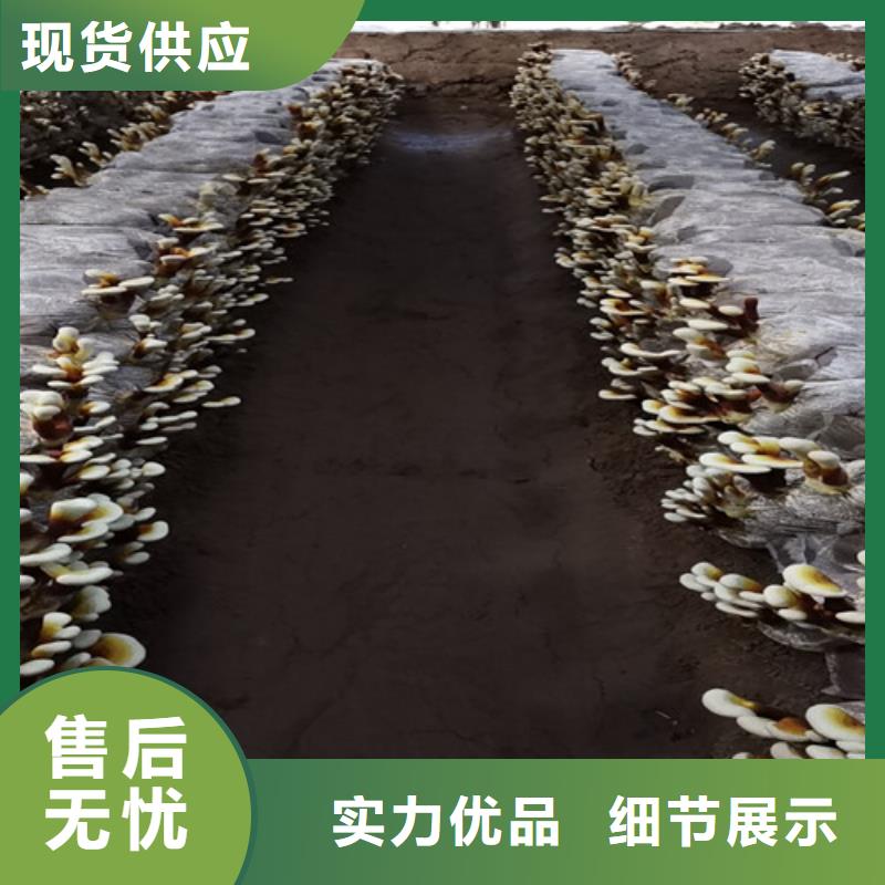 灵芝孢子粉破壁灵芝孢子粉现货实拍