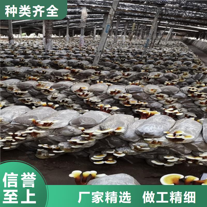 有机孢子粉视频-有机孢子粉-湖北省十堰市(该地)服务商-茅箭|郧县|恩施|随州|咸宁|黄石|襄阳