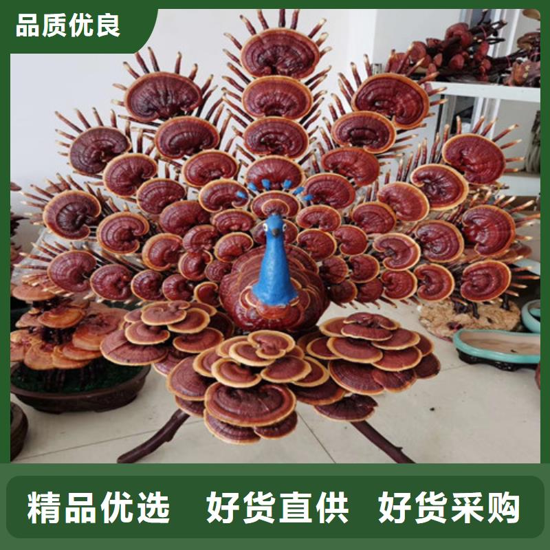 有机孢子粉视频-有机孢子粉-甘肃省陇南市【周边】经销商-康县|徽县|兰州|临夏|庆阳|嘉峪关