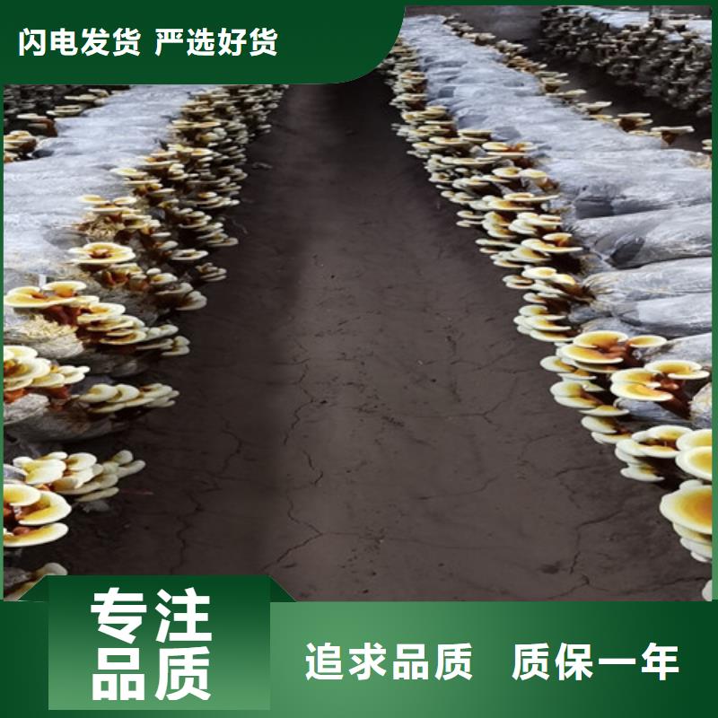 有机孢子粉视频-有机孢子粉-甘肃省陇南市【周边】经销商-康县|徽县|兰州|临夏|庆阳|嘉峪关