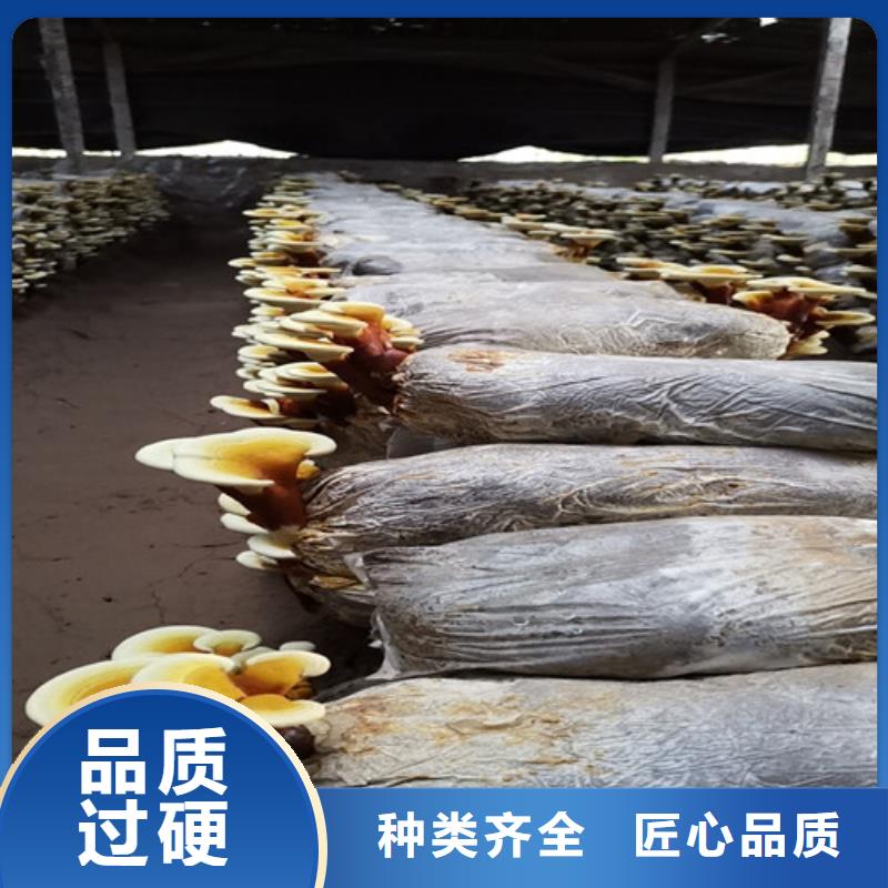 有机孢子粉视频-有机孢子粉-青海省海西市黄南|玉树|果洛|海东|海北该地货源