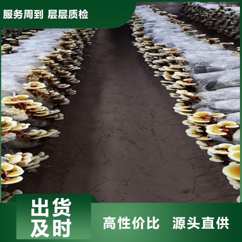 有机孢子粉视频-有机孢子粉-青海省海西市黄南|玉树|果洛|海东|海北该地货源