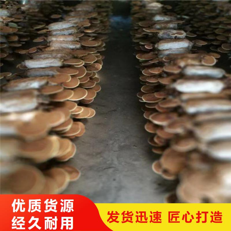 有机孢子粉视频-有机孢子粉-甘肃省陇南市【周边】经销商-康县|徽县|兰州|临夏|庆阳|嘉峪关