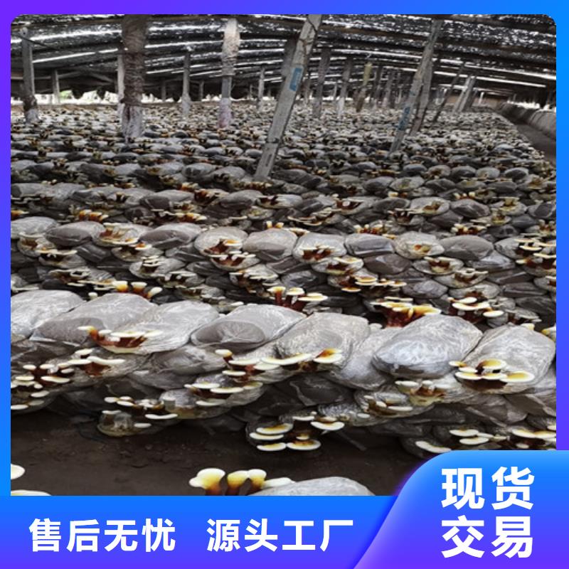 有机孢子粉视频-有机孢子粉-湖北省十堰市(该地)服务商-茅箭|郧县|恩施|随州|咸宁|黄石|襄阳