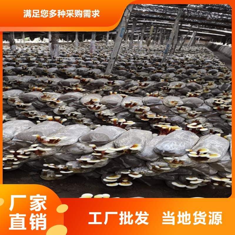 有机孢子粉视频-有机孢子粉-青海省海西市黄南|玉树|果洛|海东|海北该地货源