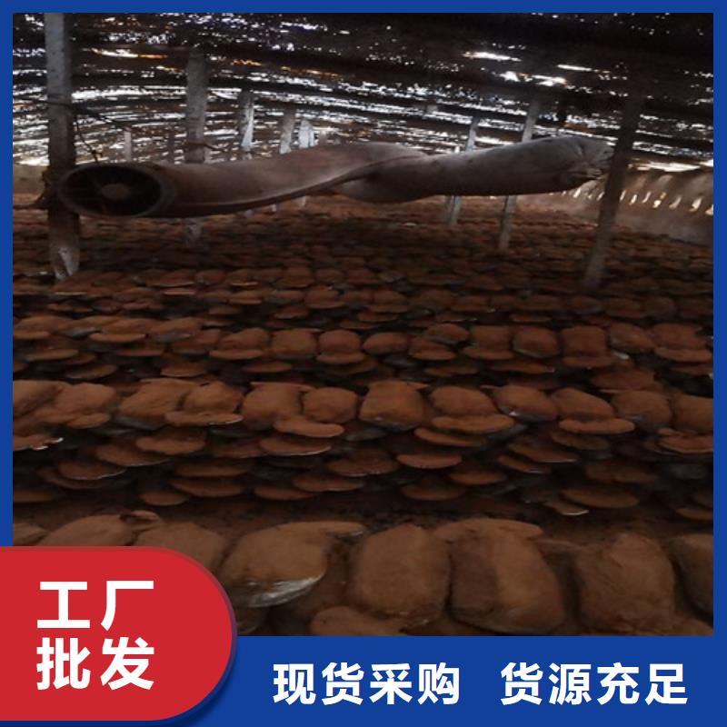 有机孢子粉视频-恩施市有机孢子粉-【当地】可服务区域宣恩|利川|咸宁|鄂州|黄石|随州|荆州|十堰|黄冈
