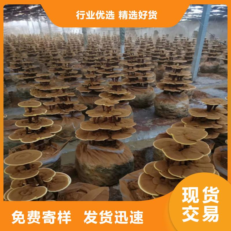 有机孢子粉视频-有机孢子粉-甘肃省陇南市【周边】经销商-康县|徽县|兰州|临夏|庆阳|嘉峪关
