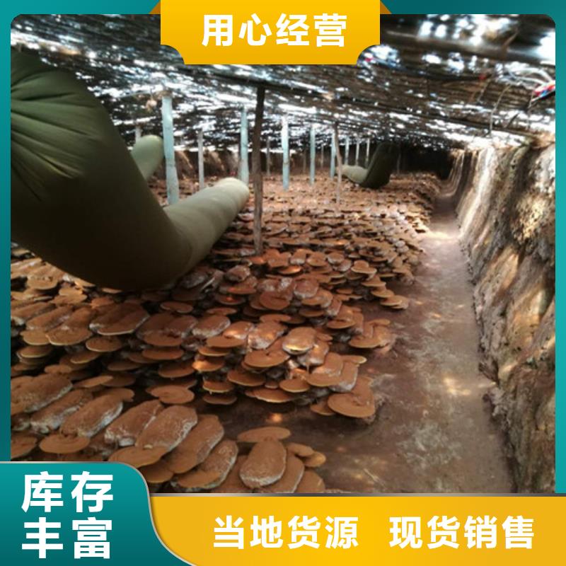 有机孢子粉视频-恩施市有机孢子粉-【当地】可服务区域宣恩|利川|咸宁|鄂州|黄石|随州|荆州|十堰|黄冈