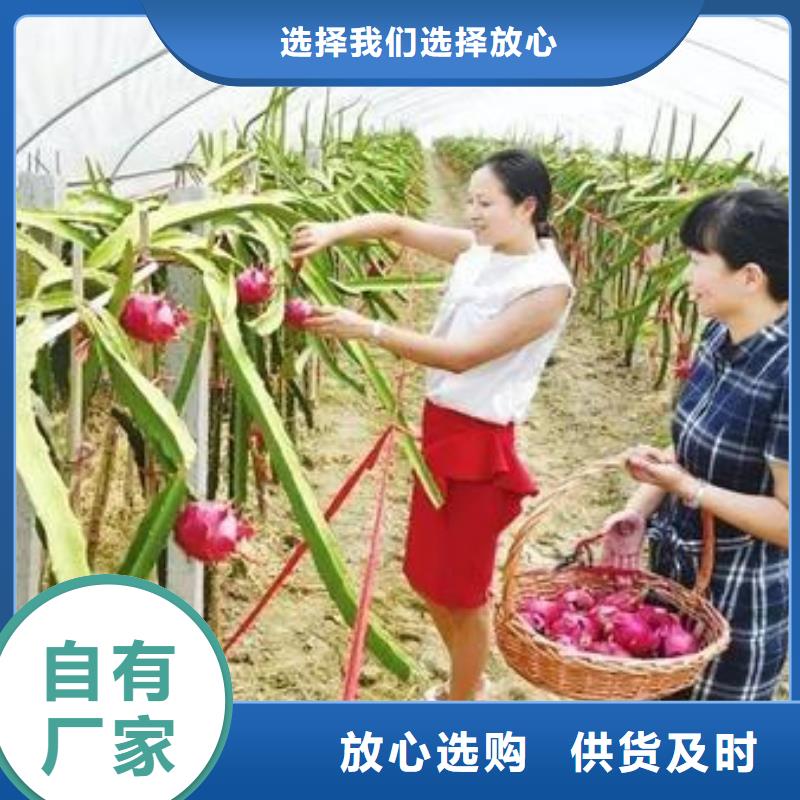 大棚管-连栋大棚管厂家经验丰富